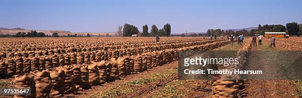 field of rows of onions packed in burlap bags - timothy hearsum photos et images de collection