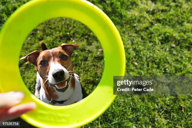 dog with green toy - frisbee fotografías e imágenes de stock
