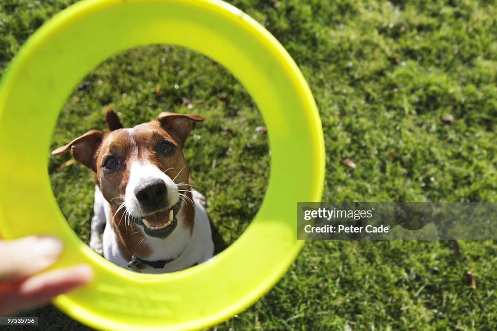 Dog with green toy