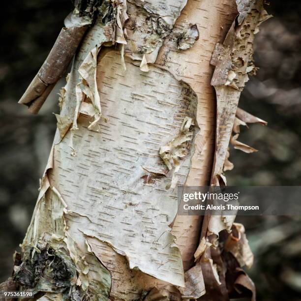 Tree Shadding 522 Tree Shedding Stock Photos, High-Res Pictures, and Images - Getty ...