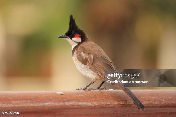 mauritius punk bird - little punk stock pictures, royalty-free photos & images