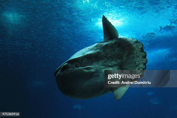 sunfish - sunfish stock pictures, royalty-free photos & images