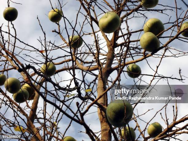 bael fruit tree - bael stock pictures, royalty-free photos & images
