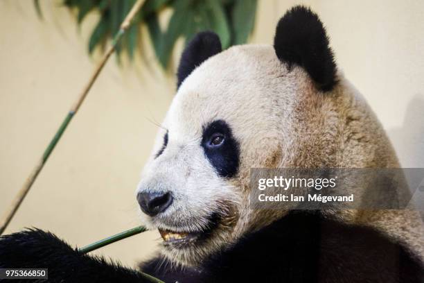 giant panda - queen sofia attends official act for the conservation of giant panda bears stockfoto's en -beelden