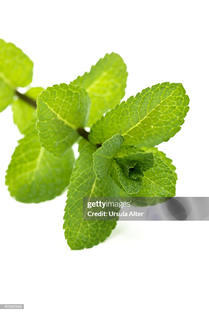Peppermint plant