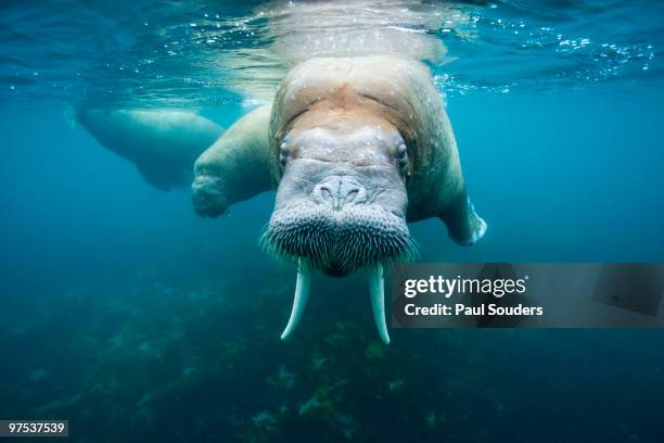 underwater walrus, svalbard - spitsbergen stockfoto's en -beelden