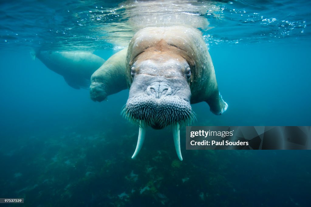 Underwater Walrus, Svalbard