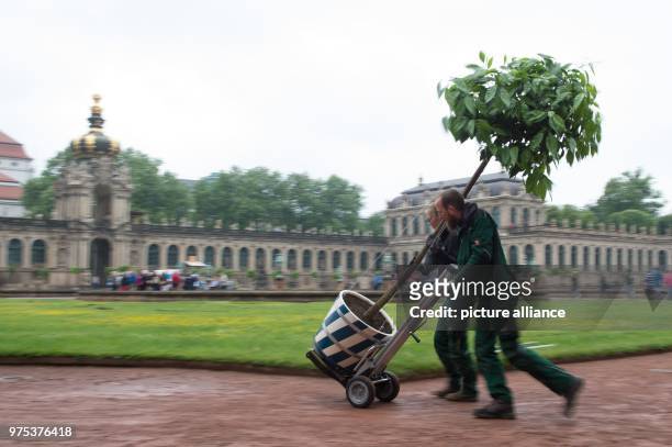 May 2018, Germany, Dresden: Gardeners of the State Palaces, Castles and Gardens of Saxony erecting an orange tree in the Dresdner Zwinger. A total of...