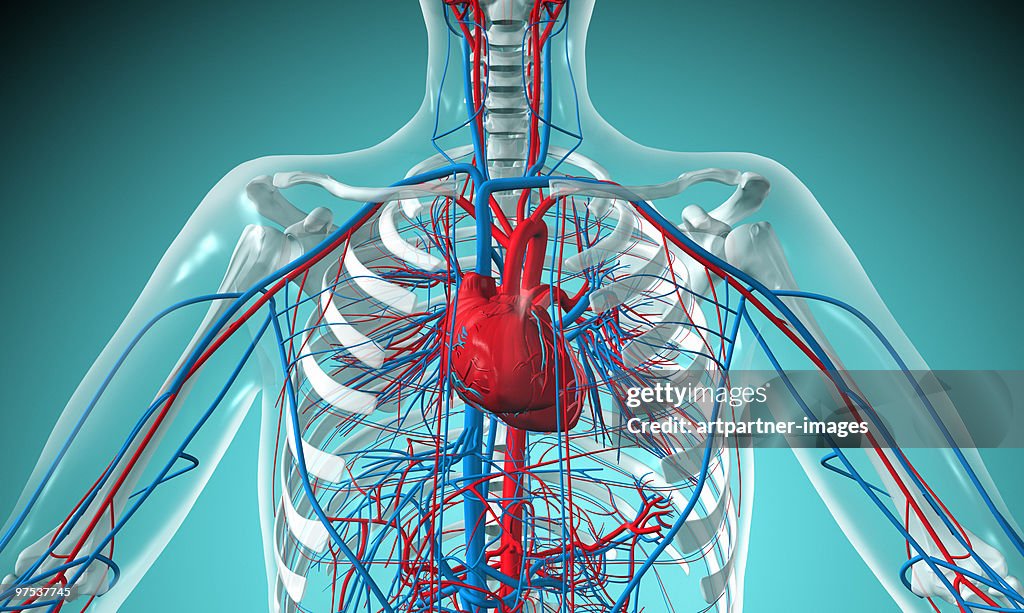 Heart and Circulatory System with Blood Vessels