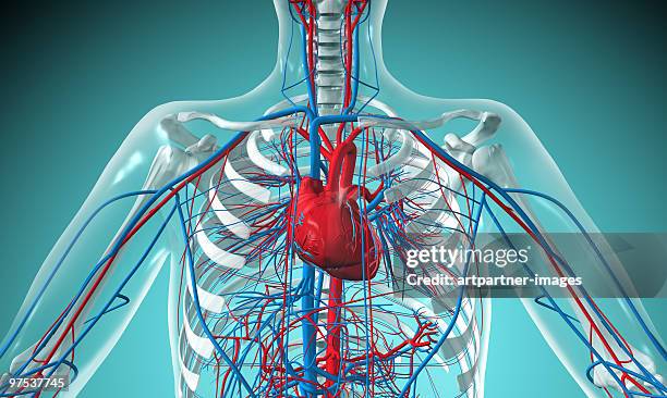 heart and circulatory system with blood vessels - anatomy stock illustrations