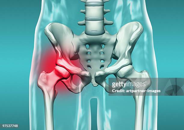 pelvis and hip bones - hip bone stock illustrations