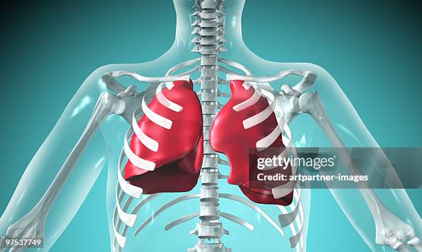 stockillustraties, clipart, cartoons en iconen met anatomy of human lungs  - ademhalingsstelsel