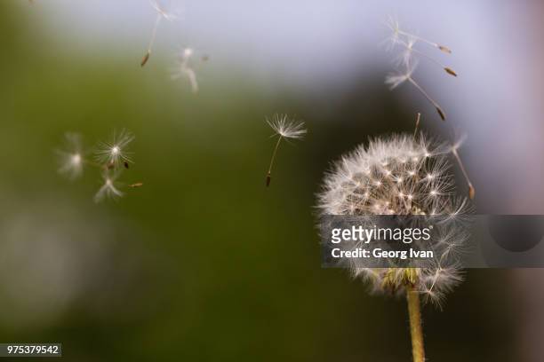 seeds flying off dandelion seed head, vienna, austria - たんぽぽ ストックフォトと画像
