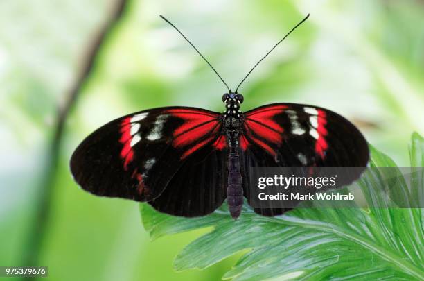 schmetterling - schmetterling stock pictures, royalty-free photos & images