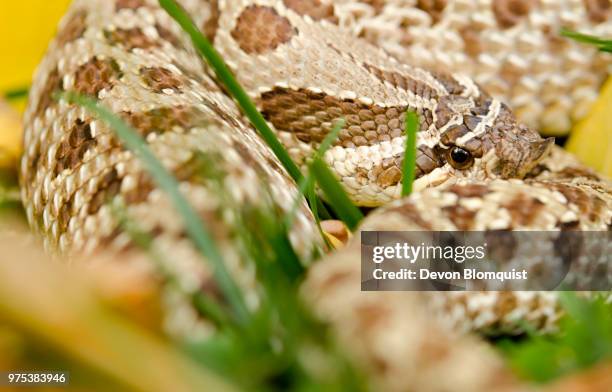 hognose snake - hognose snake stock-fotos und bilder