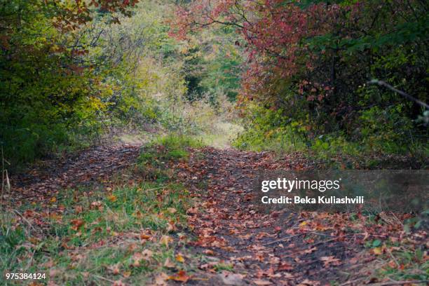 Sebok Rode Forest 26 Forest Rode Stock Photos, High-Res Pictures, and Images - Getty Images