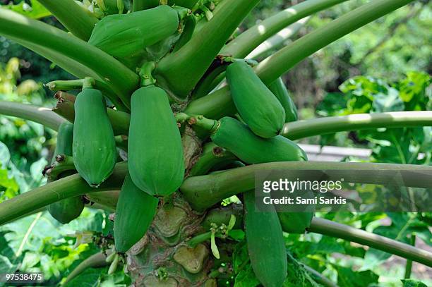 papaya fruits hanging on pawpaw tree - albero di papaya foto e immagini stock