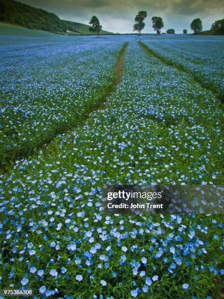 fields of blue - baby blue eyes stock pictures, royalty-free photos & images
