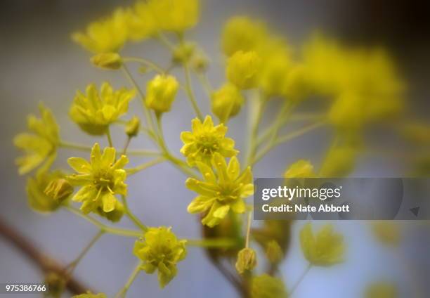 acer platanoides norway maple flower boquet - acer platanoides stock-fotos und bilder