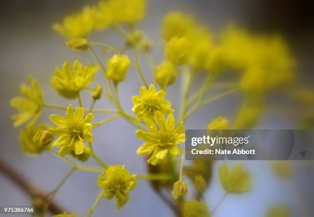 acer platanoides norway maple flower boquet - norway maple stockfoto's en -beelden