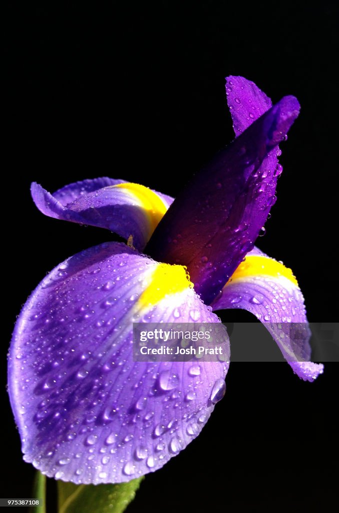Iris