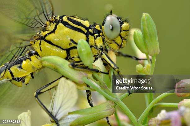 gomphus simillimus - anax imperator stockfoto's en -beelden