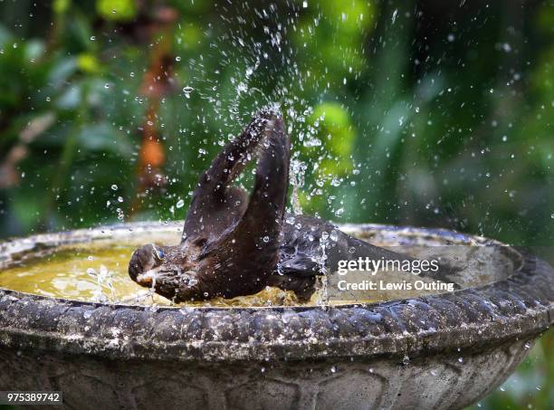 bird bath 2 - wet bird stock-fotos und bilder