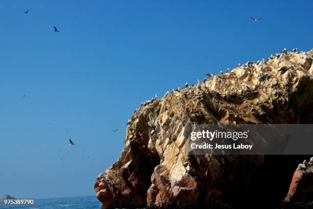 islas ballestas #2 - islas stock-fotos und bilder