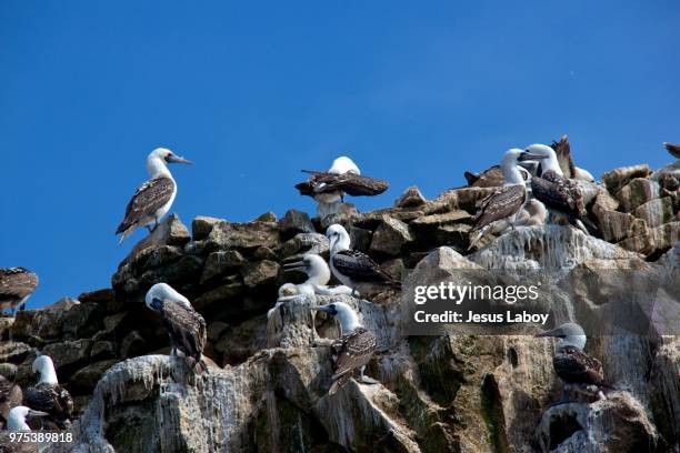 islas ballestas #3 - islas stock-fotos und bilder