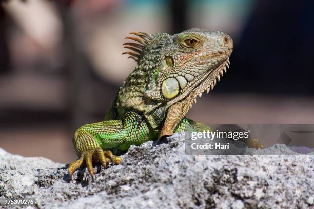 green iguana (iguana iguana) basking on rock, key largo, florida, usa - largo florida stockfoto's en -beelden