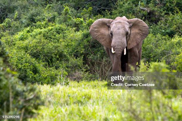 addo elephant - desert elephant stock pictures, royalty-free photos & images