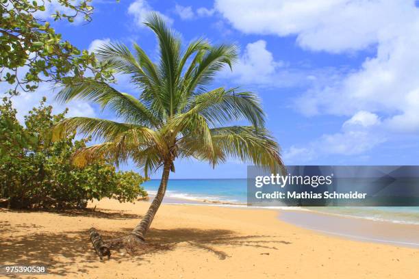 18 La Perle Guadeloupe Stock Photos High Res Pictures And Images 18-la-perle-guadeloupe-stock-photos-high-res-pictures-and-images