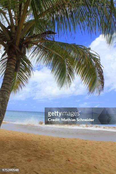 under the palm tree - guadeloupe beach stockfoto's en -beelden
