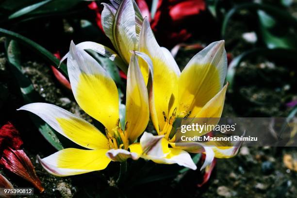 tulipa tarda - tulipa tarda stock pictures, royalty-free photos & images