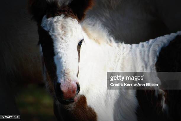 baby blue eyes - baby blue eyes stock pictures, royalty-free photos & images
