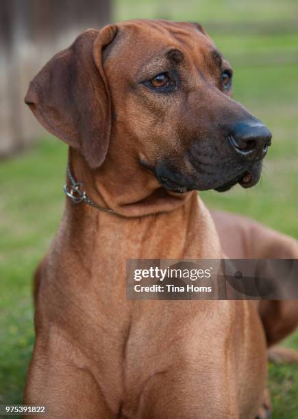 Young Ridgeback Young Rhodesian Photos and Premium High Res Pictures - Getty Images