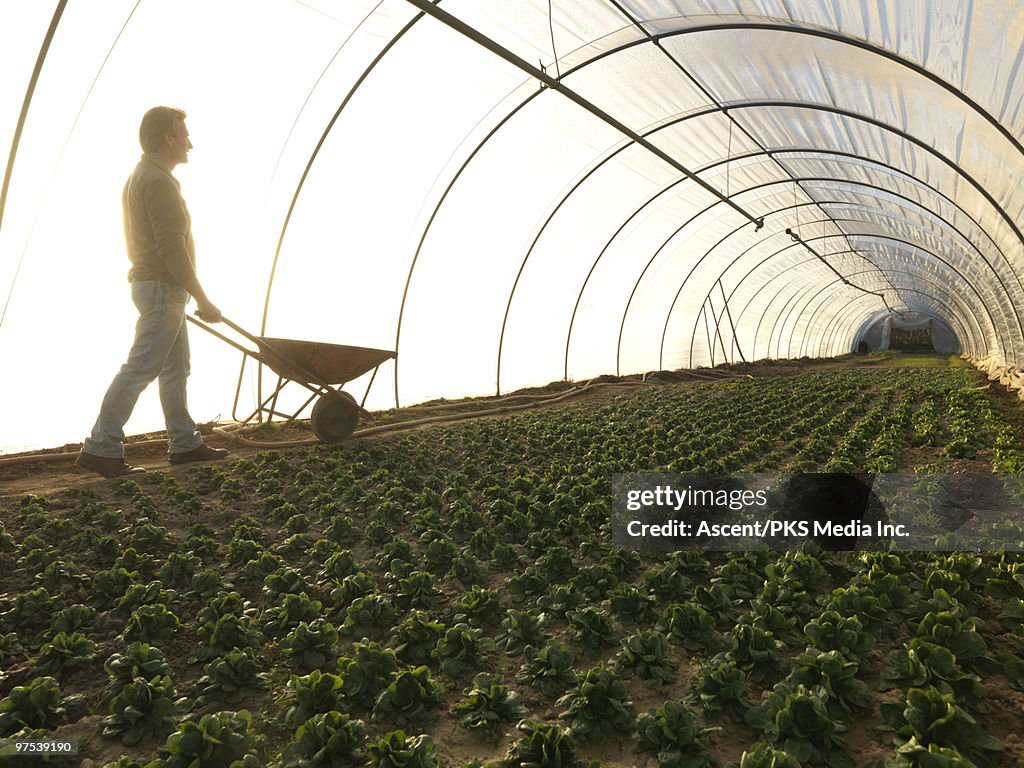 Man pushes wheelbarrow besides plants, greenhouse