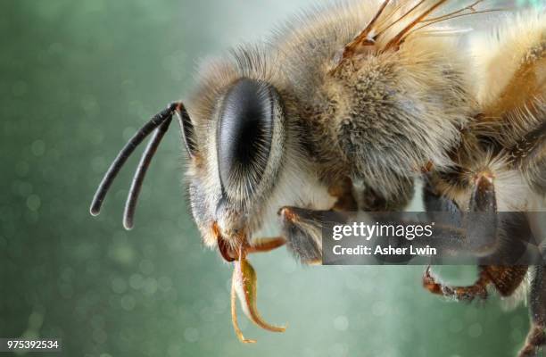 a close-up of a bee. - bee micro stock pictures, royalty-free photos & images