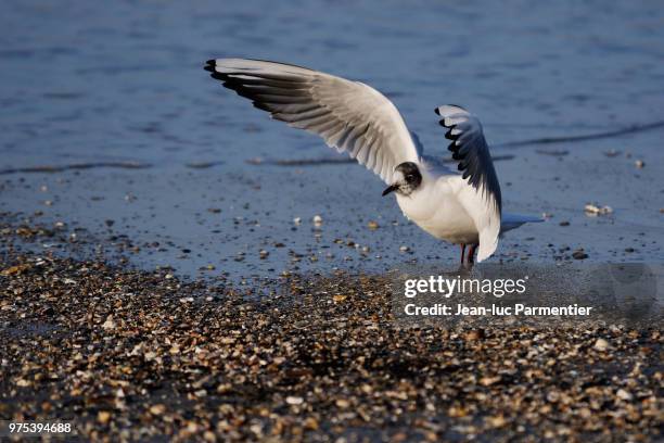 mouette rieuse - mouette stock pictures, royalty-free photos & images