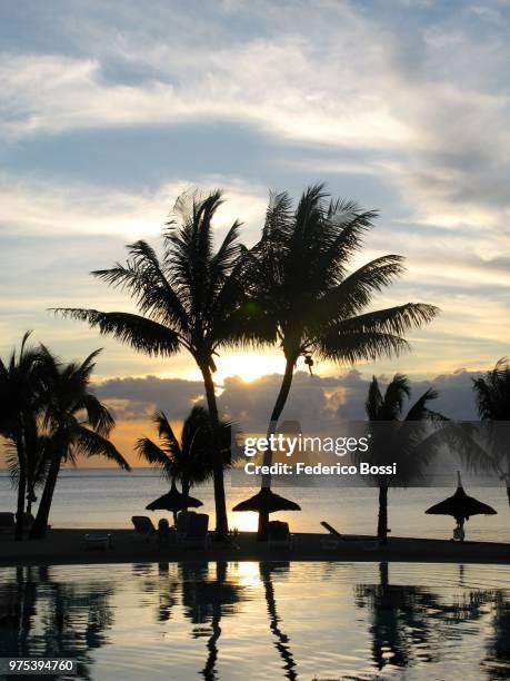 sun, palms and water - sun and palms stock-fotos und bilder