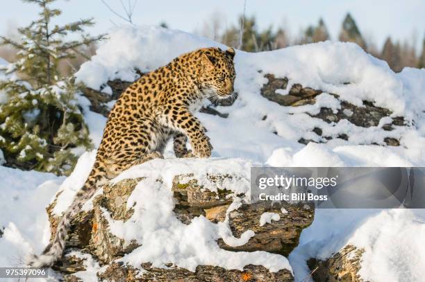 photo by: bill boss - amur leopard stock-fotos und bilder