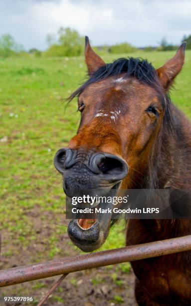 laughing horse - horse humour stock pictures, royalty-free photos & images