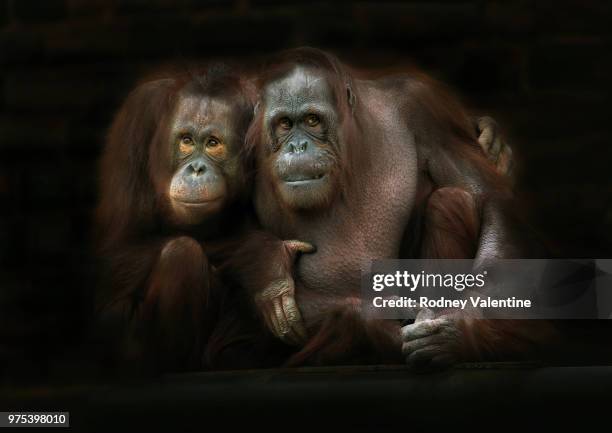 two orangutans, upton-by-chester, cheshire, england, uk - valentine monkey stock-fotos und bilder