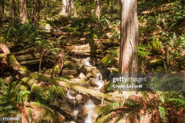 long exposure - forêt stockfoto's en -beelden