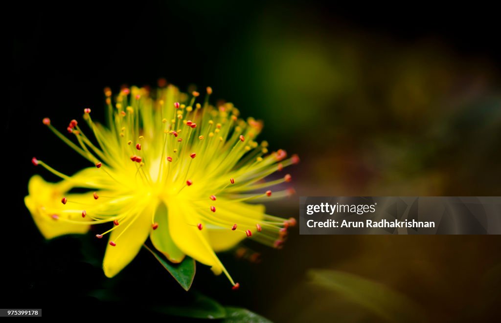 Close up of St. Johns wort (hipericum perforatum), Melbourne, Australia