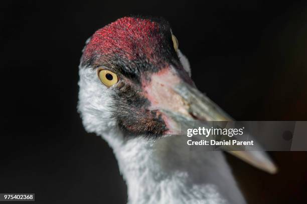 you want some of this... - grus rubicunda stock pictures, royalty-free photos & images