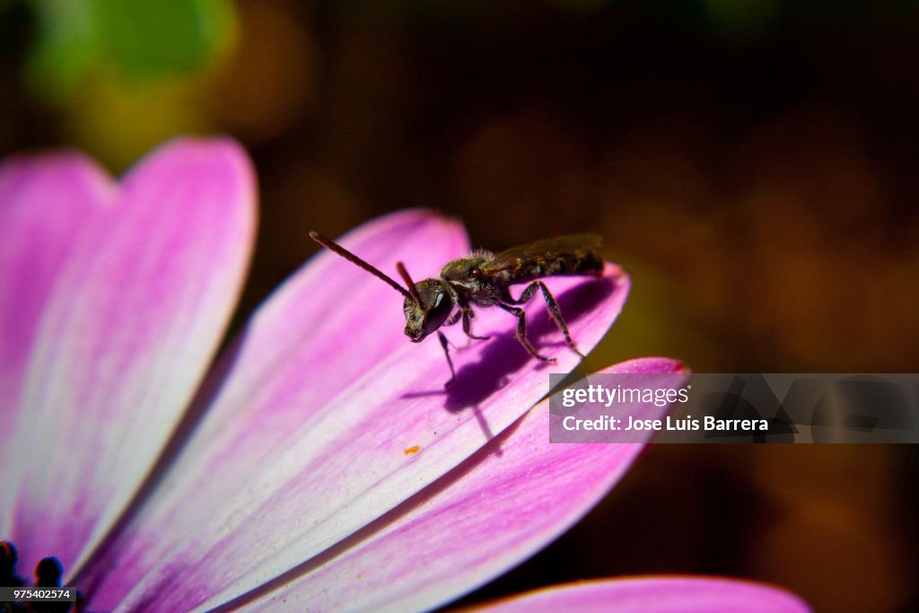 Macro Alien