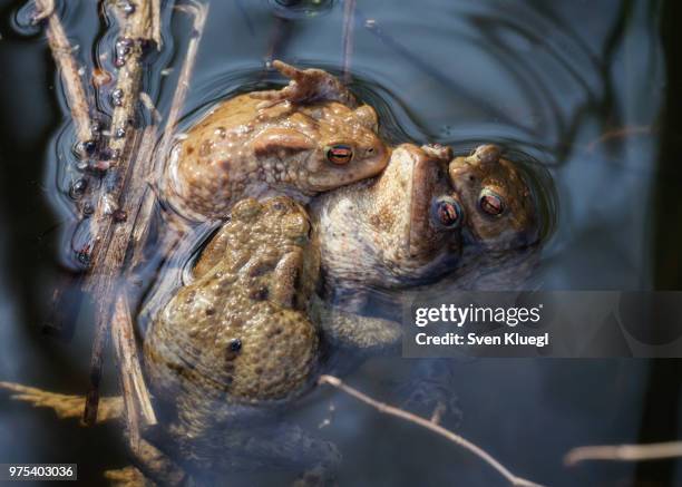 toads in lake, hessen, germany - bufo toad stock pictures, royalty-free photos & images