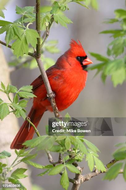 northern cardinal (cardinalis cardinalis) perching on branch, chelsea, michigan, usa - chelsea michigan stock pictures, royalty-free photos & images