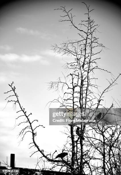 crows - azerbaijan winter stock pictures, royalty-free photos & images